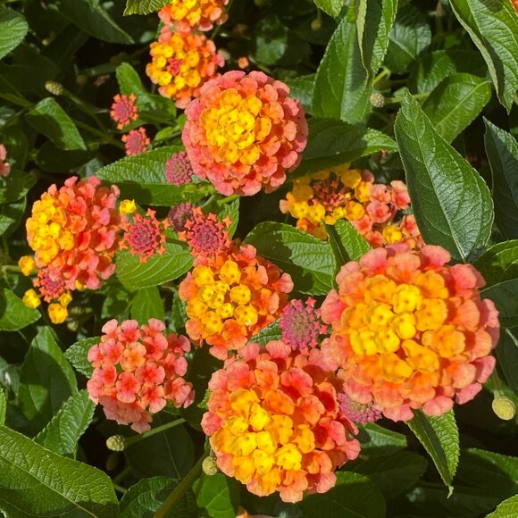 Meet your Posher, Natalia - Picture 1 of 1